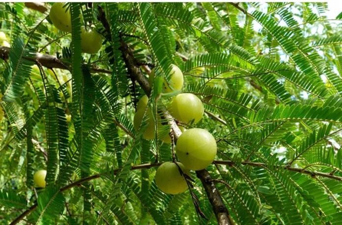 Amla Tree