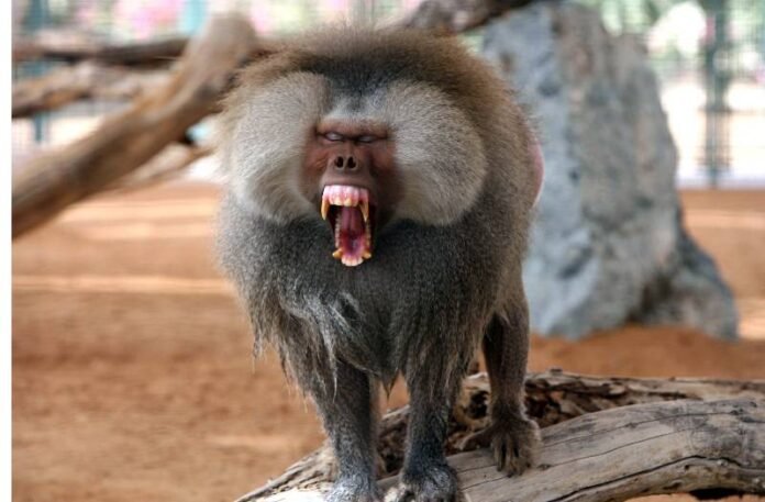 baboon