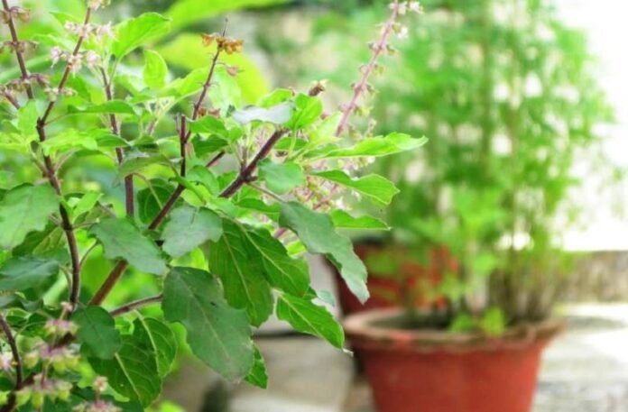 Tulsi