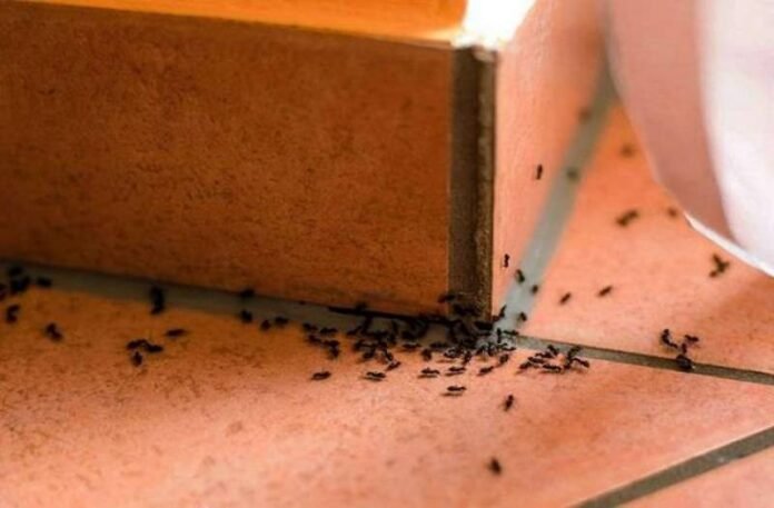 ant