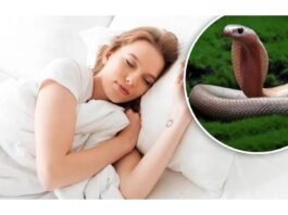 snake in dreams