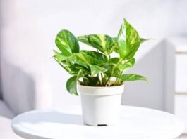 money plant