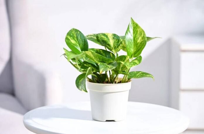 money plant