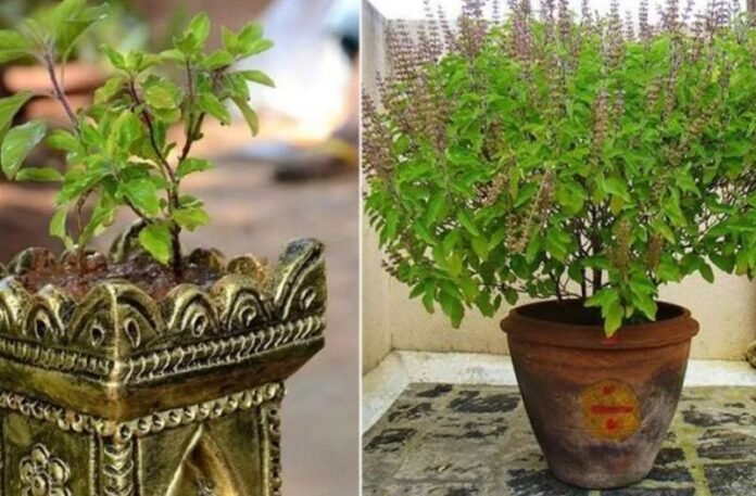 Tulsi Tips