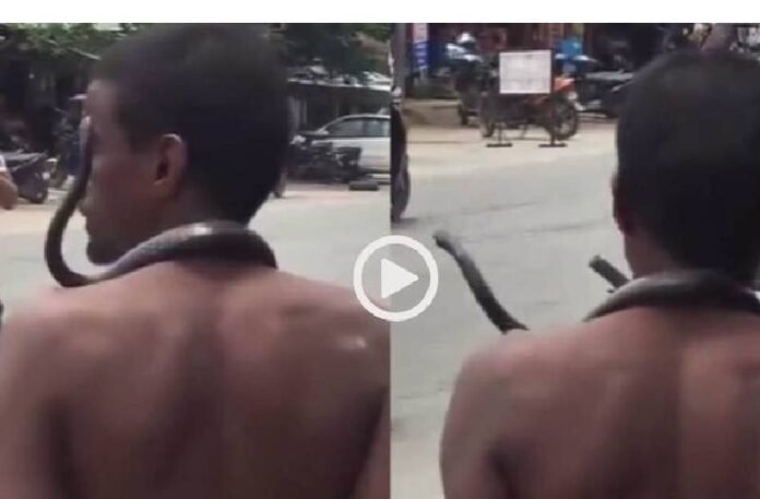 Man and Snake Video Viral