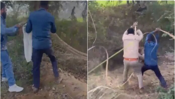 जंगली सुअर