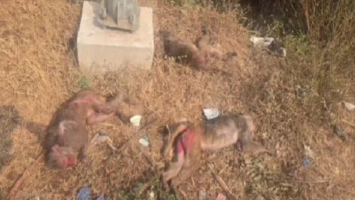 मृत बंदर