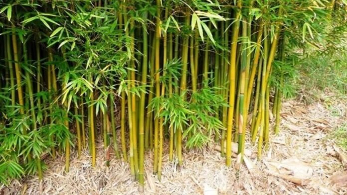 खेत की मेढ़