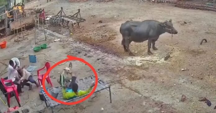 खूंखार कुत्ते ने काटा