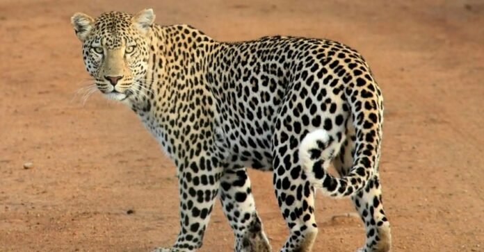 टाइगर स्टेट