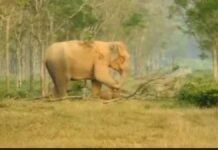 मां का मातम या चमत्कार की उम्मीद? मृत बच्चे को घंटों जगाती रही हथिनी, वीडियो देख भर आईं लोगों की आंखें हथिनी