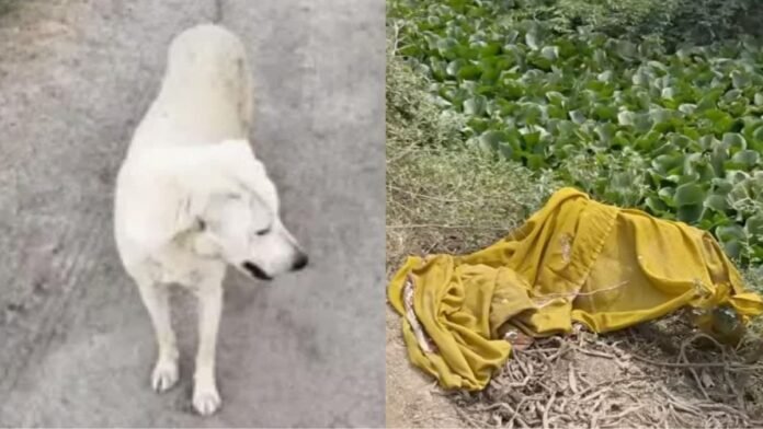 फरीदाबाद