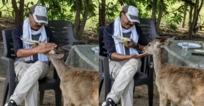 सांभर हिरण