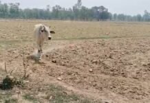 दैवीय शक्ति या कुछ और? श्रावस्ती में 6 दिन से एक ही खेत के चक्कर काट रही गाय, उमड़ी ग्रामीणों की भीड़ श्रावस्ती