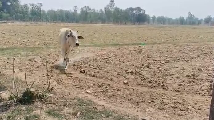 श्रावस्ती