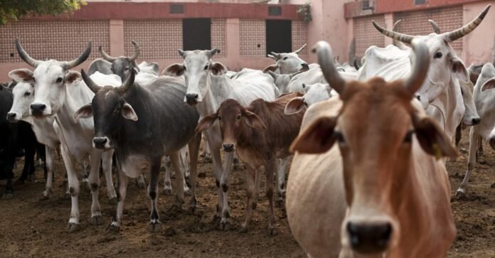गौ हत्या