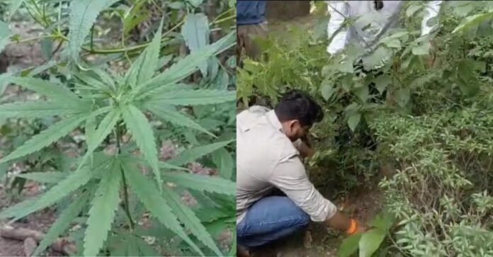 गांजे की फसल