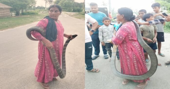 किंग कोबरा