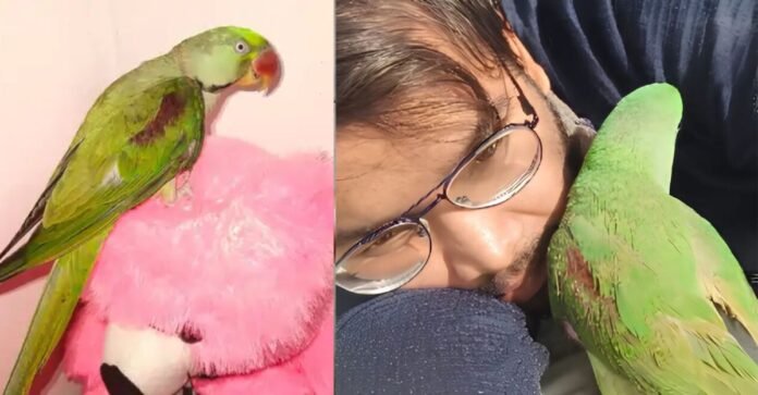 तोता