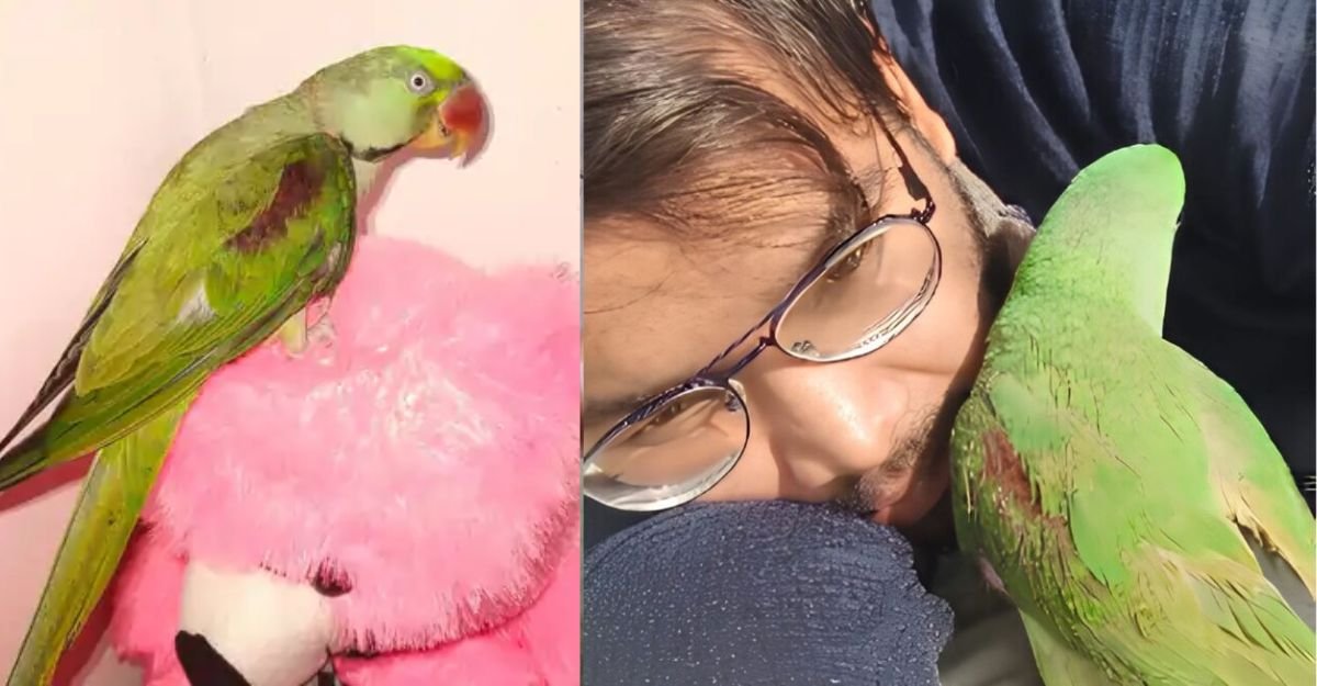 तोता