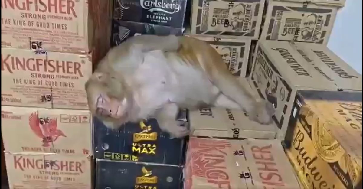 बंदरिया