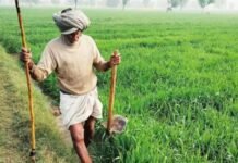 यूपी के किसानों के लिए बड़ी खुशखबरी! सरकार दे रही इस फसल के मुफ्त बीज, जानें घर बैठे बुकिंग का तरीका किसानों