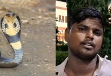 20 दिन, 6 बार सांप का डसना और हर बार काला नाग! इटावा का ये मामला जान रह जाएंगे हैरान इटावा