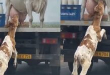 भावुक क्षण: पोस्टर को मां समझकर दूध पिलाने लगा मासूम बछड़ा, वायरल वीडियो ने पसीजा लोगों का दिल बछड़ा